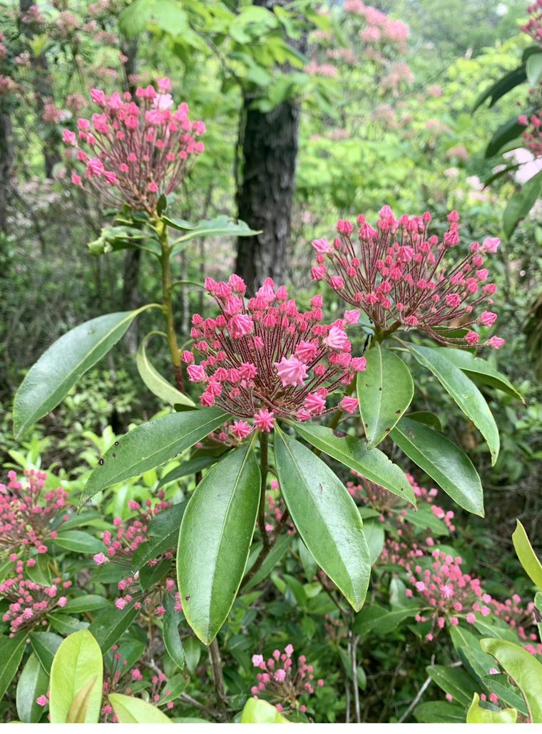 Appalachian trail landscape
