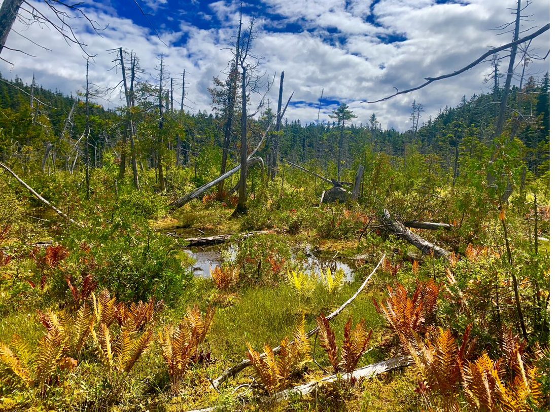 Appalachian trail landscape